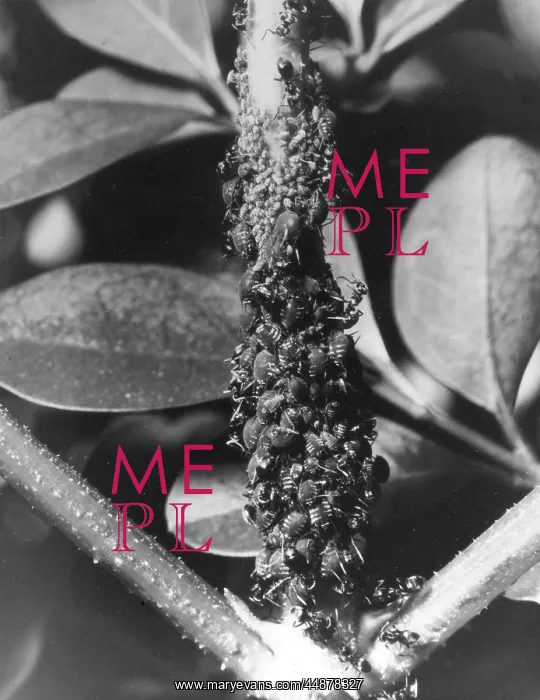  : ANTS & BLACK FLY