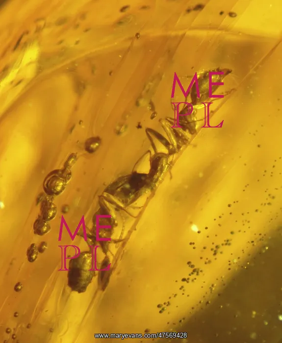 : Ants in Dominican amber : Ants in Dominican amber