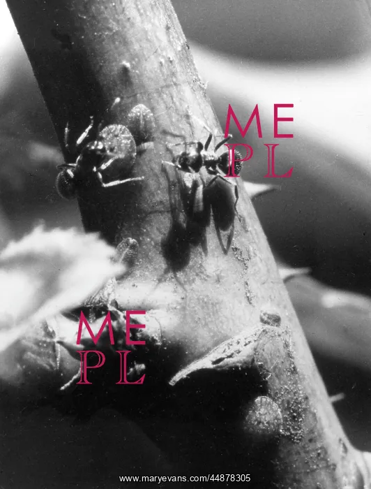 : ANTS & ROSE SCALE INSECT : ANTS & ROSE SCALE INSECT