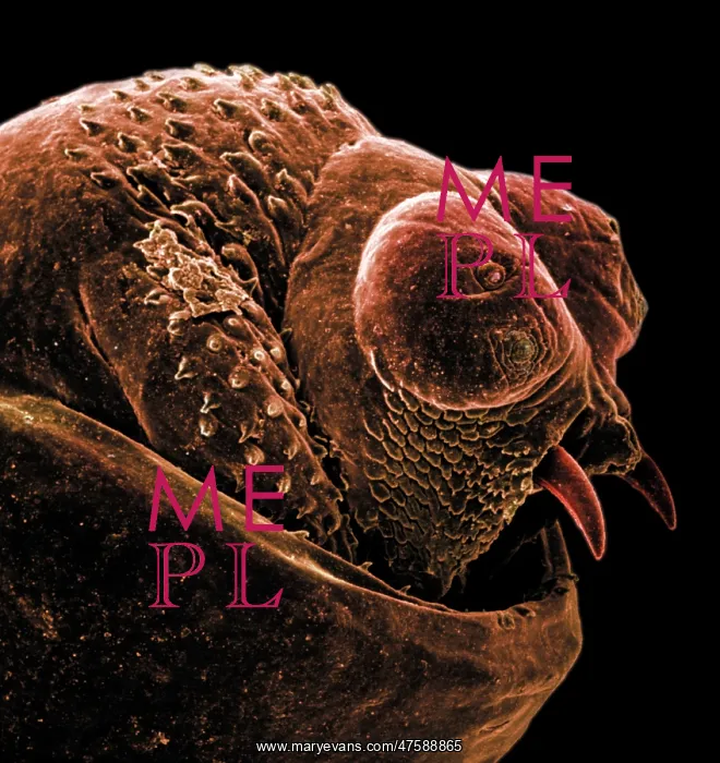: The anus of a bot fly : The anus of a bot fly