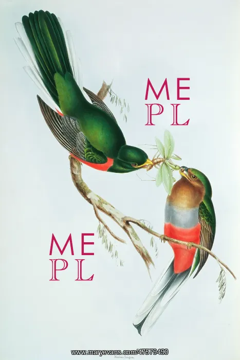 : Apaloderma narina, Narina's trogon : Apaloderma narina, Narina's trogon