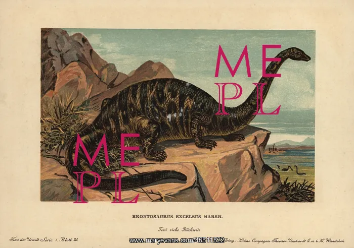 : Apatosaurus excelsus, extinct genus of sauropod : Apatosaurus excelsus, extinct genus of sauropod