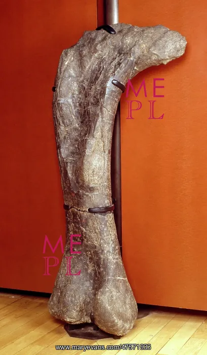 : Apatosaurus, previously known as Brontosaurus : Apatosaurus, previously known as Brontosaurus