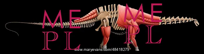 : Apatosaurus skeleton and muscles : Apatosaurus skeleton and muscles