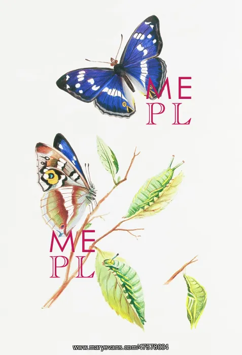 : Apatura iris, purple emperor : Apatura iris, purple emperor