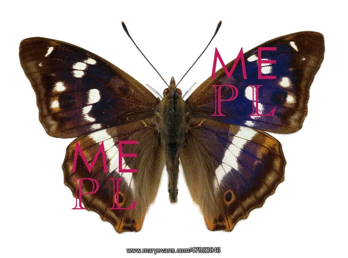 : Apatura iris, purple emperor : Apatura iris, purple emperor