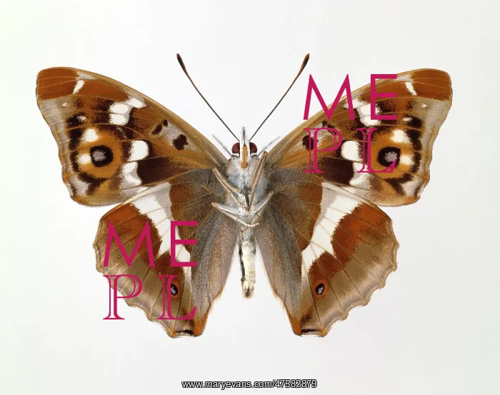 : Apatura iris, purple emperor : Apatura iris, purple emperor