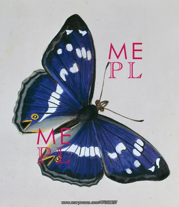 : Apatura iris, purple emperor : Apatura iris, purple emperor