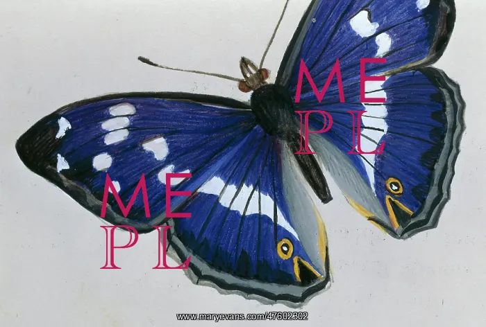 : Apatura iris, purple emperor : Apatura iris, purple emperor