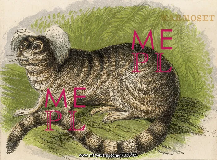  : Ape - Marmoset - 1880s
