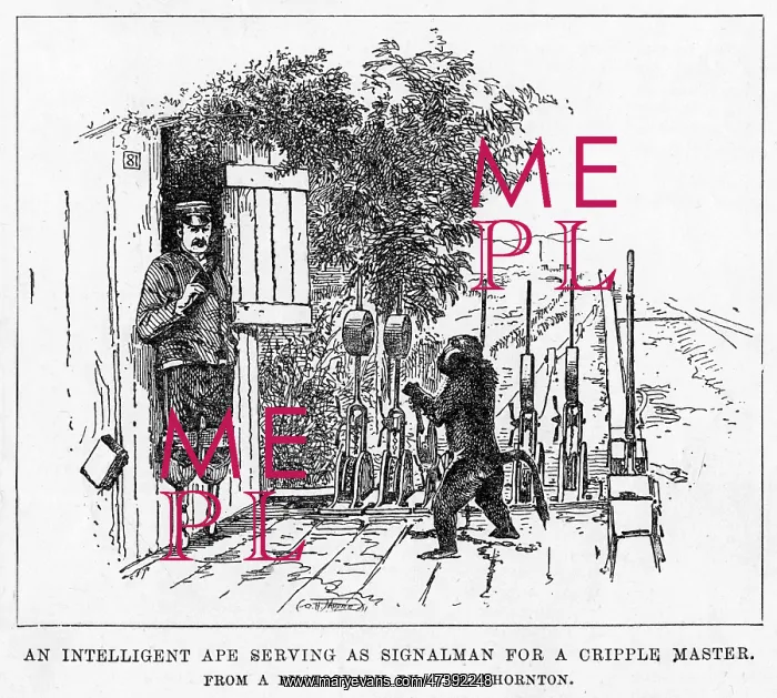 : APE SIGNALMAN : APE SIGNALMAN