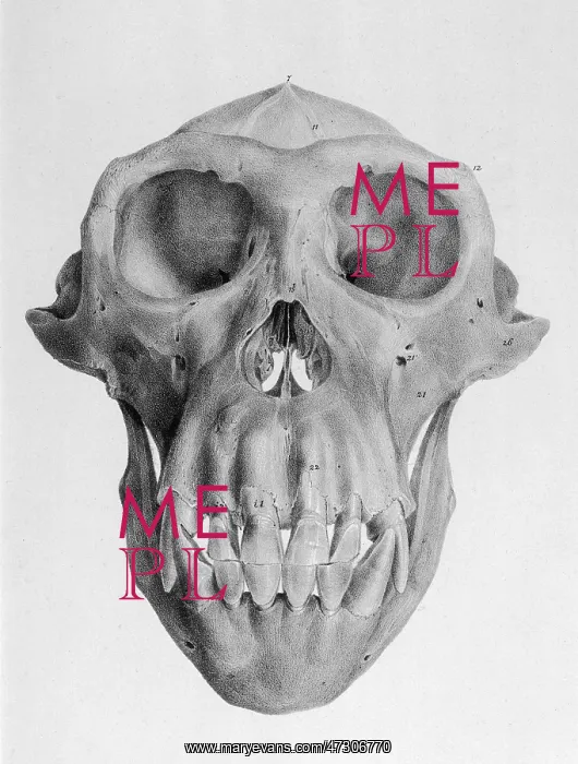  : APE'S SKULL / 1849
