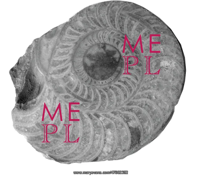 : Aphelaeceras mutabile, nautiloid : Aphelaeceras mutabile, nautiloid