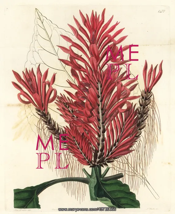 : Aphelandra arborea : Aphelandra arborea