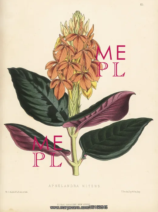  : Aphelandra aurantiaca var. nitens