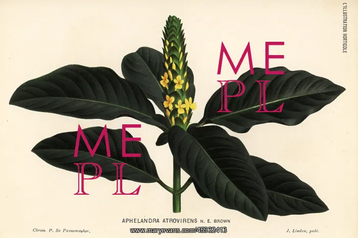 : Aphelandra bahiensis : Aphelandra bahiensis