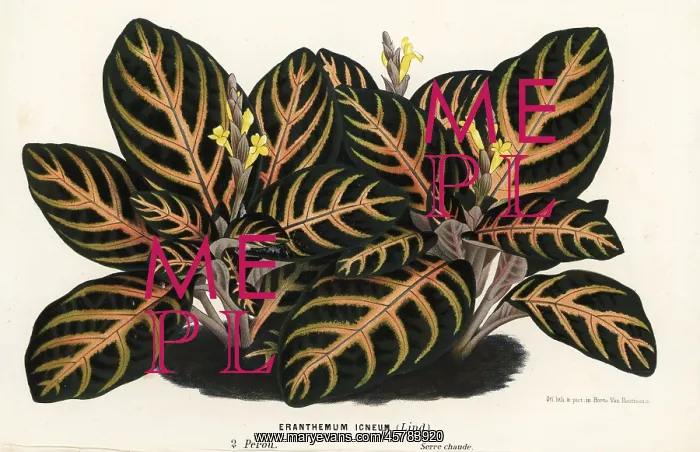 : Aphelandra maculata : Aphelandra maculata