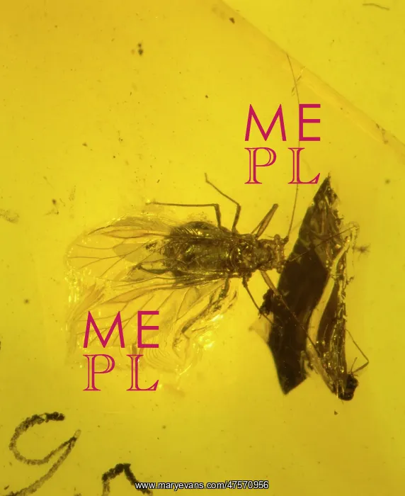 : Aphid in amber : Aphid in amber