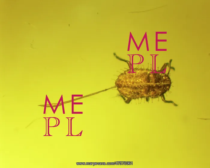 : Aphid in amber : Aphid in amber