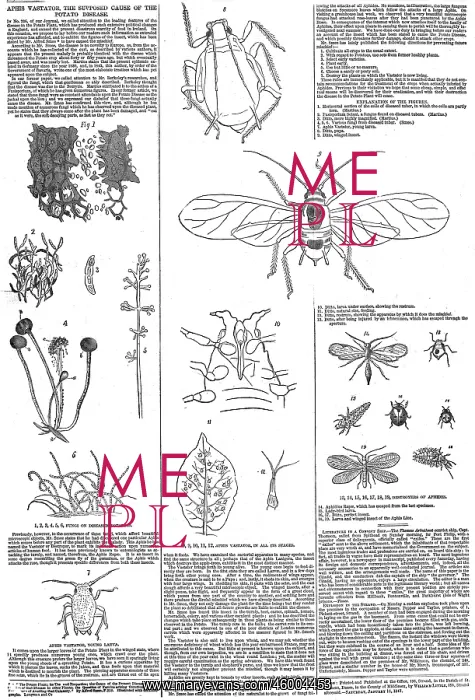 : Aphis Vastator, potato disease : Aphis Vastator, potato disease