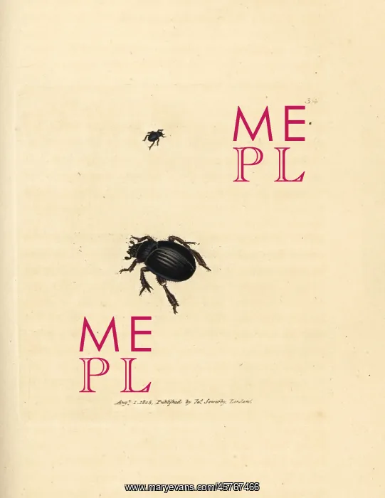 : Aphodius arenarius beetle : Aphodius arenarius beetle
