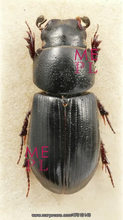 : Aphodius niger, Beaulieu dung beetle : Aphodius niger, Beaulieu dung beetle