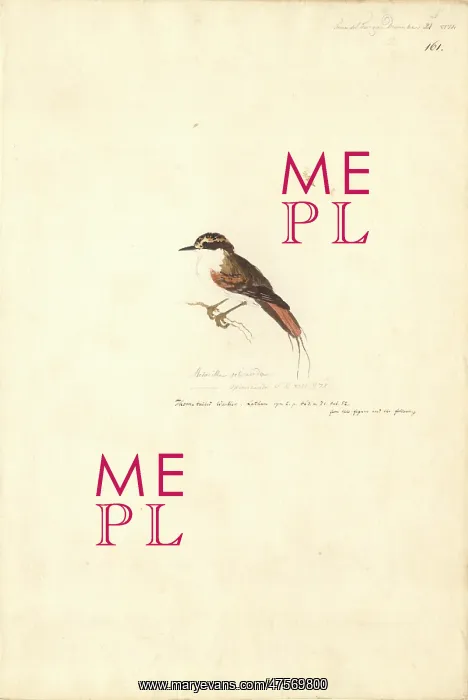 : Aphrastura spinicauda, thorn-tailed rayadito : Aphrastura spinicauda, thorn-tailed rayadito
