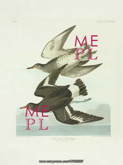 : Aphriza virgata, surfbird : Aphriza virgata, surfbird