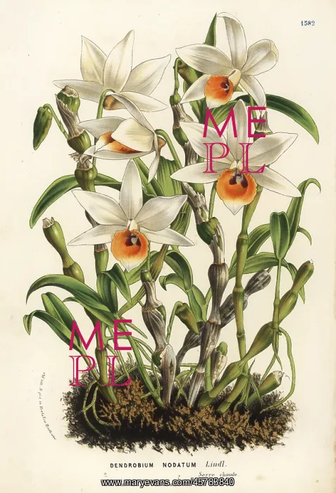 : Aphrodite's dendrobium orchid, Dendrobium aphrodite : Aphrodite's dendrobium orchid, Dendrobium aphrodite