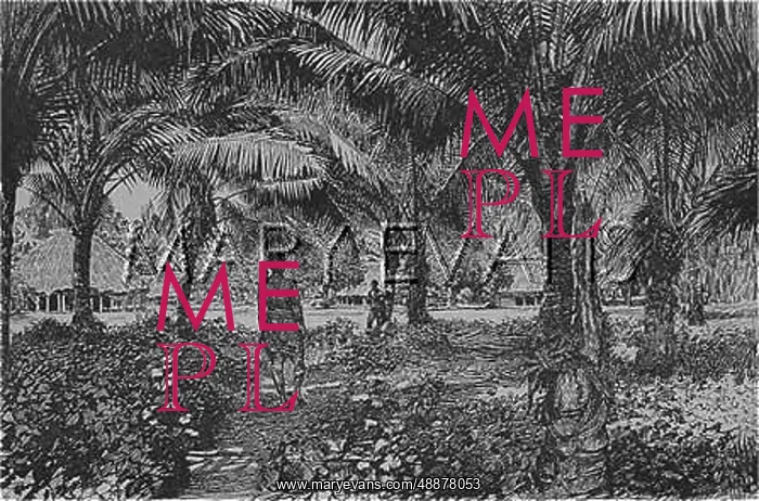  : APIA / SAMOAN GROUP