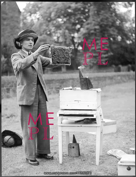 : THE APIARIST : THE APIARIST