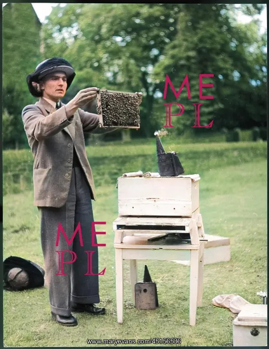 : THE APIARIST : THE APIARIST