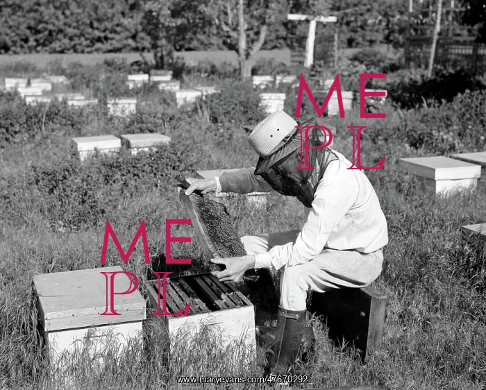 : Apiary, Beekeeper Examines Honeycomb, 1940 : Apiary, Beekeeper Examines Honeycomb, 1940