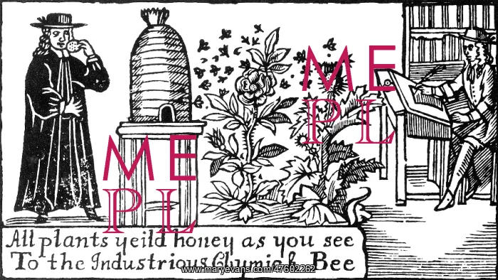 : Apiculture, Beekeeping, 18 Century : Apiculture, Beekeeping, 18 Century