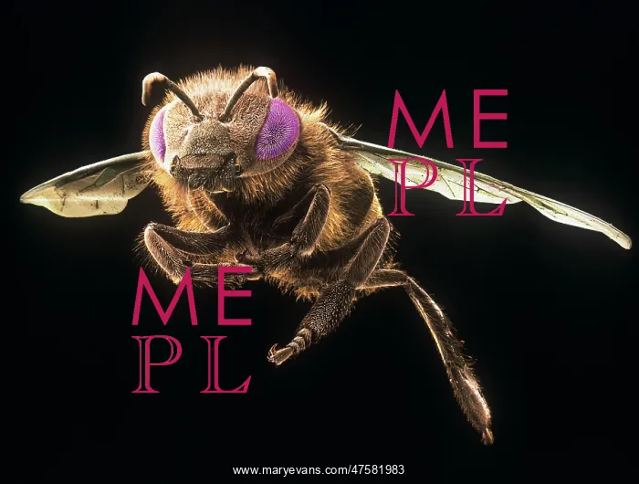 : Apis mellifera, honey bee : Apis mellifera, honey bee
