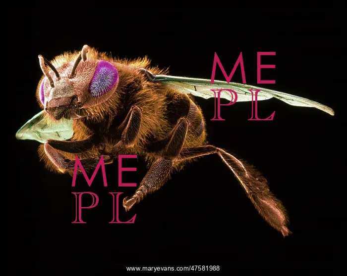 : Apis mellifera, honey bee : Apis mellifera, honey bee
