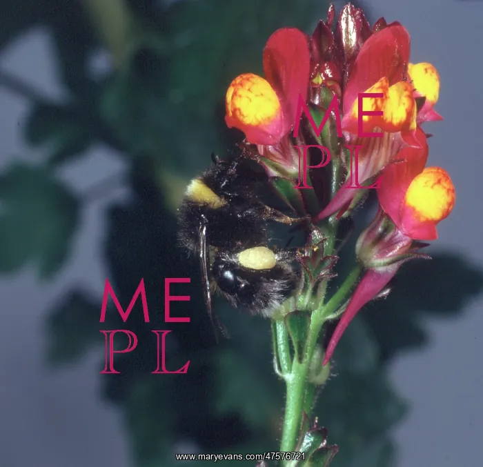 : Apis sp. honeybee visiting a flower : Apis sp. honeybee visiting a flower