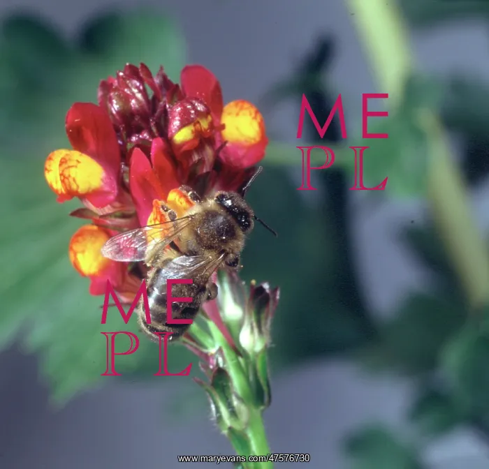 : Apis sp. honeybee visiting a flower : Apis sp. honeybee visiting a flower