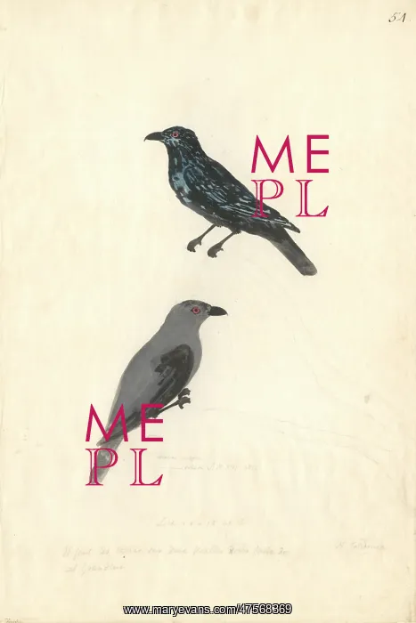  : Aplonis striata, striated starling
