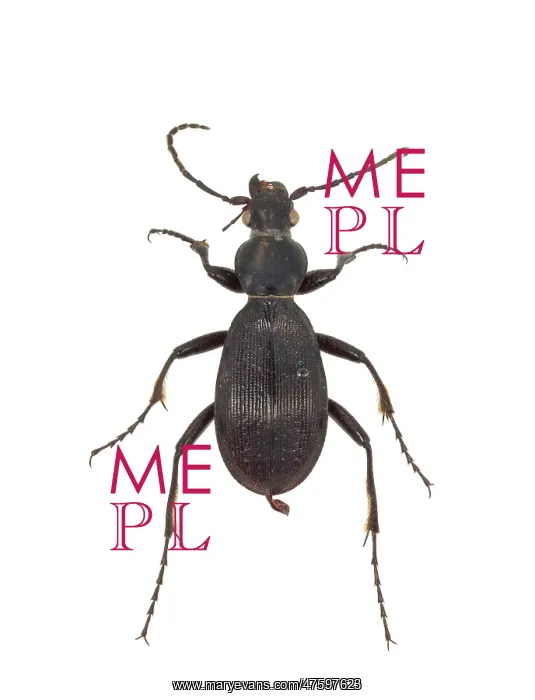 : Aplothorax burchelli, giant ground beetle : Aplothorax burchelli, giant ground beetle