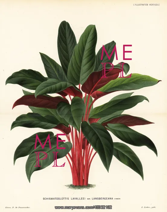 : Apoballis acuminatissima foliage plant : Apoballis acuminatissima foliage plant