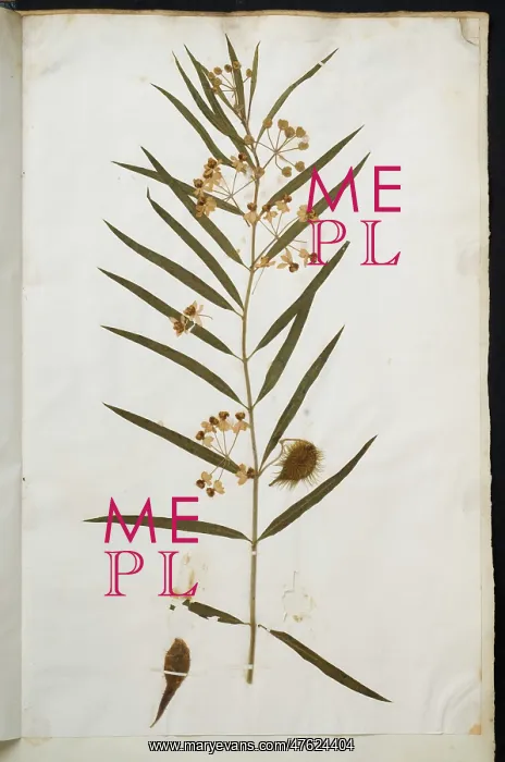 : Apocynum. Duchess of Beaufort's Hortus Siccus, specimen of Apocynum. Folio 67, 133 : Apocynum. Duchess of Beaufort's Hortus Siccus, specimen of Apocynum. Folio 67, 133