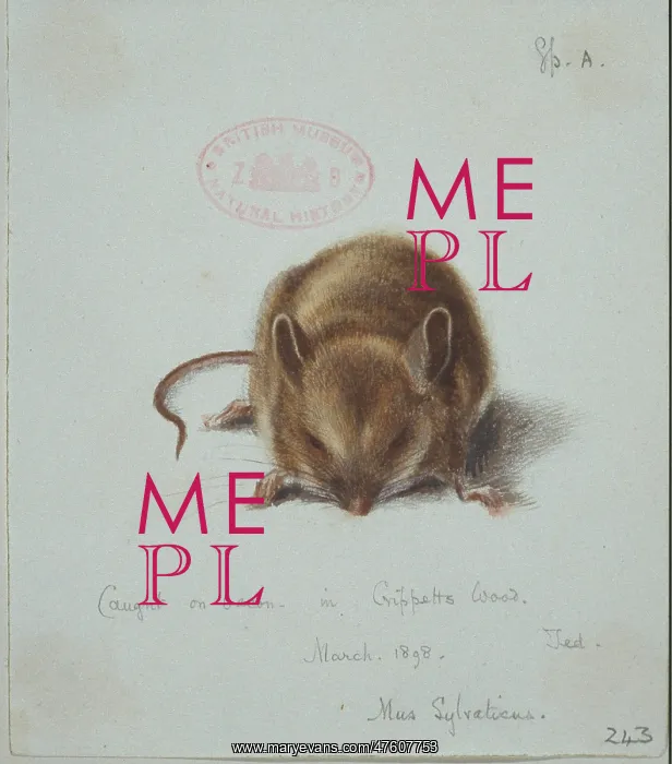 : Apodemus sylvaticus, long-tailed field mouse : Apodemus sylvaticus, long-tailed field mouse