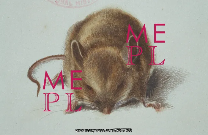 : Apodemus sylvaticus, long-tailed field mouse : Apodemus sylvaticus, long-tailed field mouse