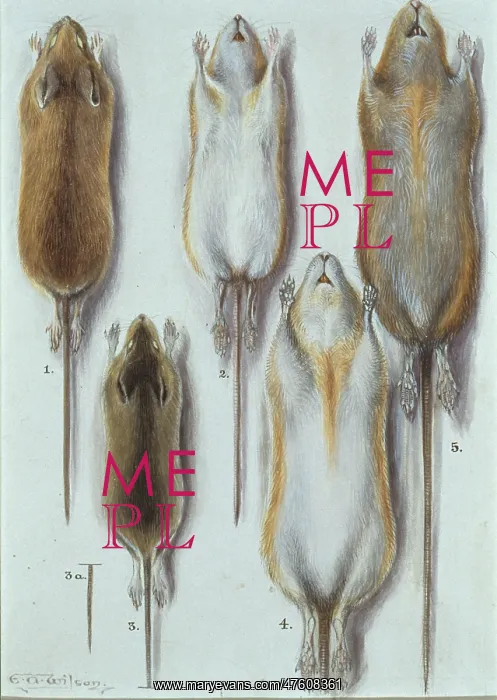 : Apodemus sylvaticus, long-tailed field mouse : Apodemus sylvaticus, long-tailed field mouse
