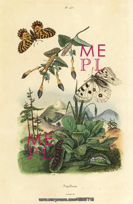 : Apollo butterfly, Parnassius apollo 1, and : Apollo butterfly, Parnassius apollo 1, and