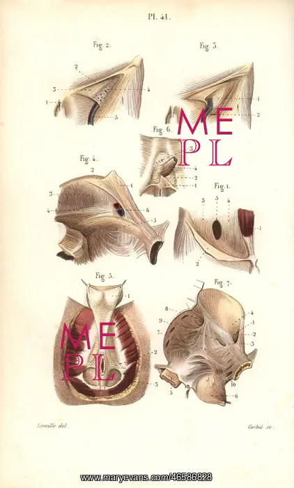 : Aponeuroses of the abdomen and perineum : Aponeuroses of the abdomen and perineum