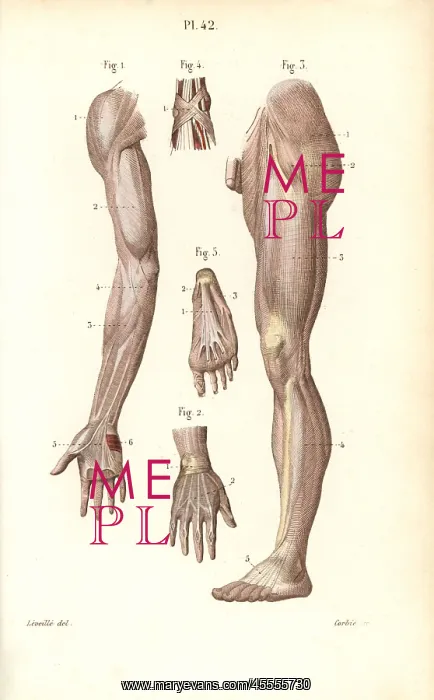 : Aponeuroses of the arm, leg, hand and foot : Aponeuroses of the arm, leg, hand and foot