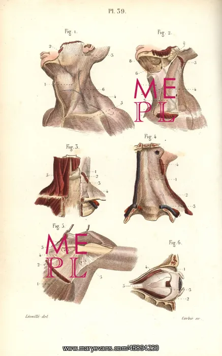 : Aponeuroses of the neck, shoulder and eye : Aponeuroses of the neck, shoulder and eye