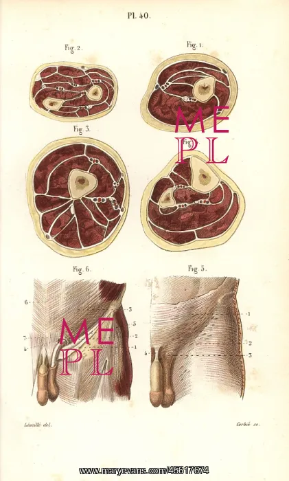 : Aponeuroses of the torso in cross-section and : Aponeuroses of the torso in cross-section and